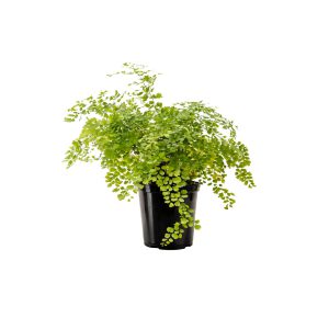 Maiden Hair Fern (sq)