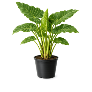 Elephant Ears