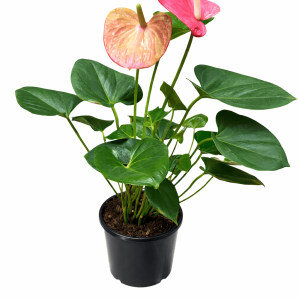 Anthurium andraeanum