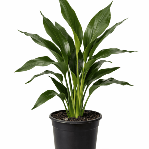 Aspidistra