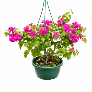 Bougainvillea spp.