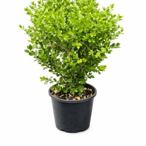 Buxus microphylla