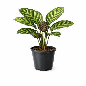 Calathea