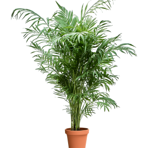 Parlour Palm