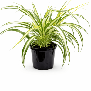 Spider Plant