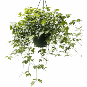 Cissus rhombifolia