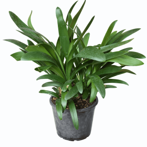 Clivia miniata