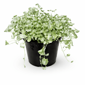 Dichondra