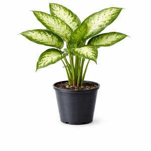 Dieffenbachia seguine