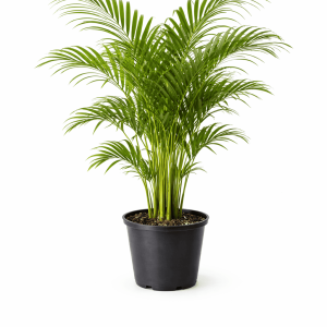 Golden Cane Palm