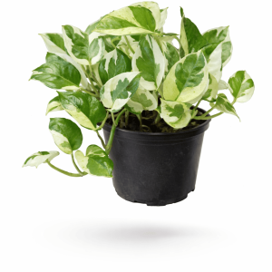 Devils Ivy (125)
