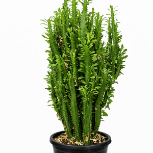Euphorbia Cactus