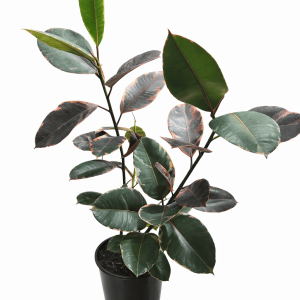 Rubber Plant (Ficus Elastica) Green