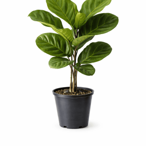Fiddle Leaf (Ficus Lyrata)