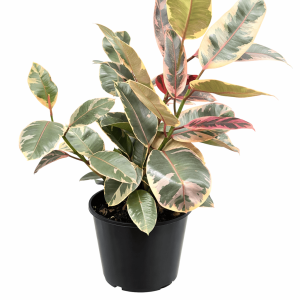 Rubber Plant (Ficus Elastica) Ruby