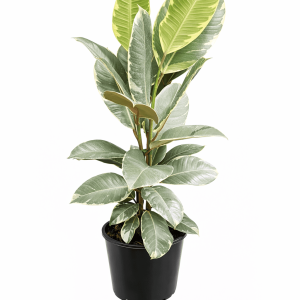 Rubber Plant (Ficus Elastica) Tineke