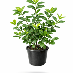 Gardenia (Gardenia jasminoides) Florida