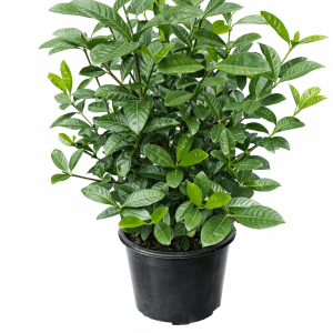 Gardenia jasminoides (Magnifica)