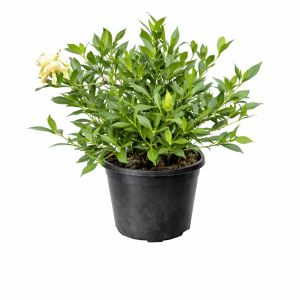 Gardenia jasminoides (Radican)