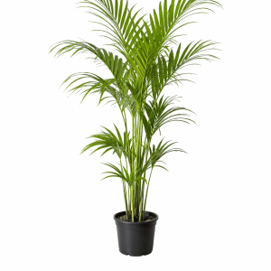 Kentia Palm (Howea forsteriana)