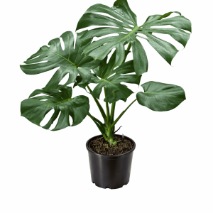 Monstera deliciosa