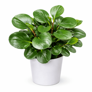 Peperomia obtusifolia