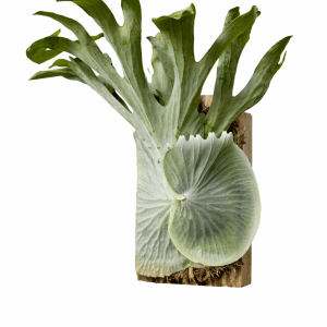 Staghorn Fern (Platycerium bifurcatum)