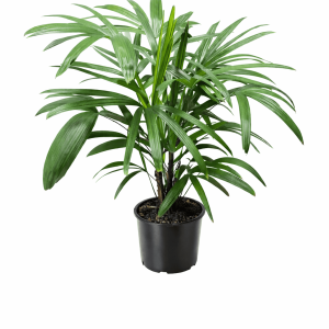 Raphis Palm (Rhapis excelsa)