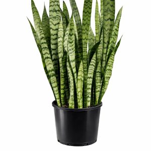 Snake Plant (Sansevieria trifasciata)