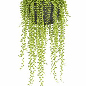 String of Tears (Senecio herreianus)