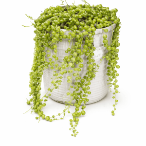String of Pearls (Senecio rowleyanus)