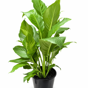 Peace Lilly