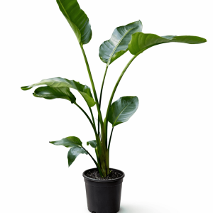 Strelitzia nicolai