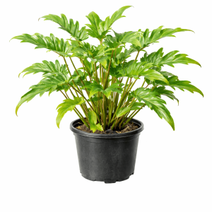 Thaumatophyllum xanadu