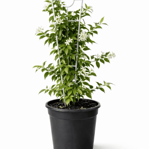 Chinese Star Jasmine (Trachelospermum jasminoides)