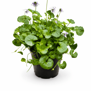 Native Violets (Viola hederacea)
