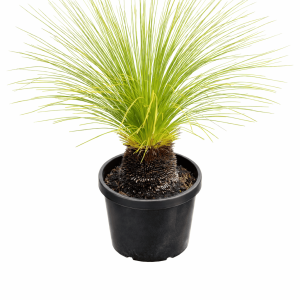 Grass Tree (Xanthorrhoea johnsonii)