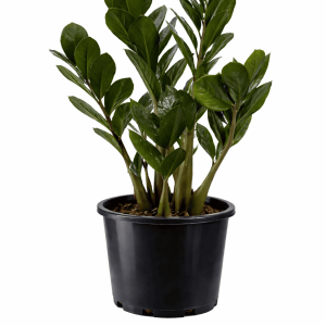 Zanzibar Gem (Zamioculcas zamiifolia)